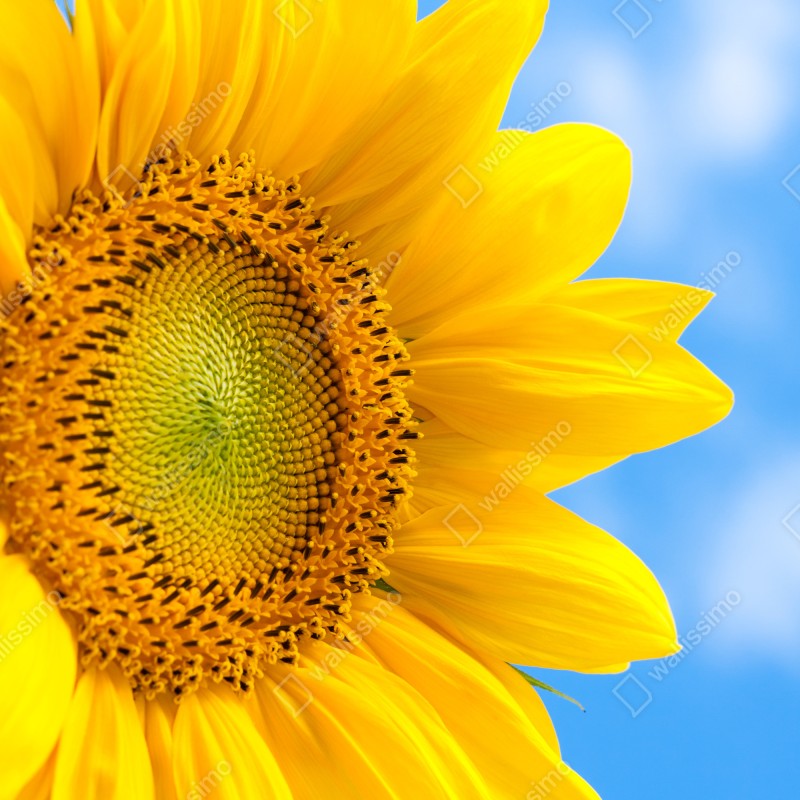 Naklejka na lodówkę jasny słonecznik na tle nieba – Wallissimo® Naklejka na lodówkę jasny słonecznik na tle nieba – Wallissimo®