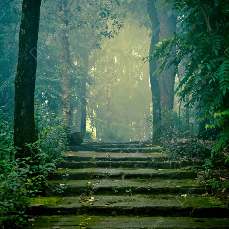 Naklejka na lodówkę mchowe kamienne schody do mglistego lasu – Wallissimo® Naklejka na lodówkę mchowe kamienne schody do mglistego lasu – Wallissimo®