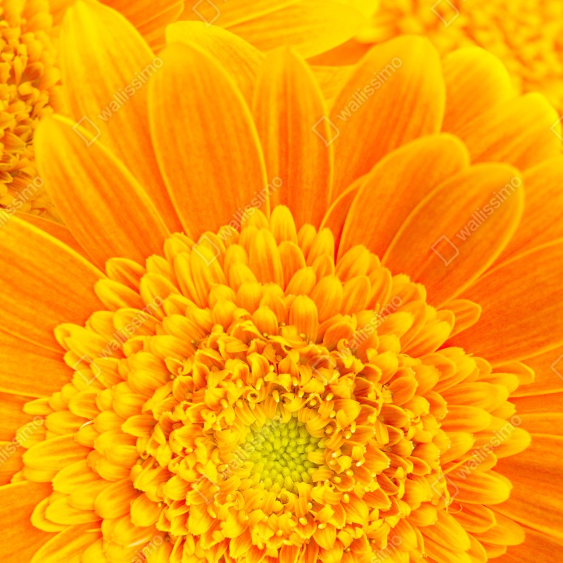 Naklejka na lodówkę intensywny pomarańczowy kwiat gerbery z bliska – Wallissimo® Naklejka na lodówkę intensywny pomarańczowy kwiat gerbery z bliska – Wallissimo®