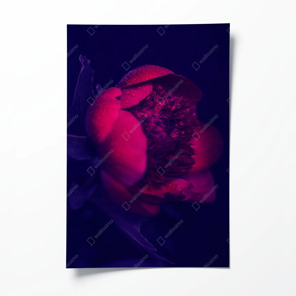 Plakat nastrojowa różowa piwonia zbliżenie – Wallissimo® Plakat nastrojowa różowa piwonia zbliżenie – Wallissimo®