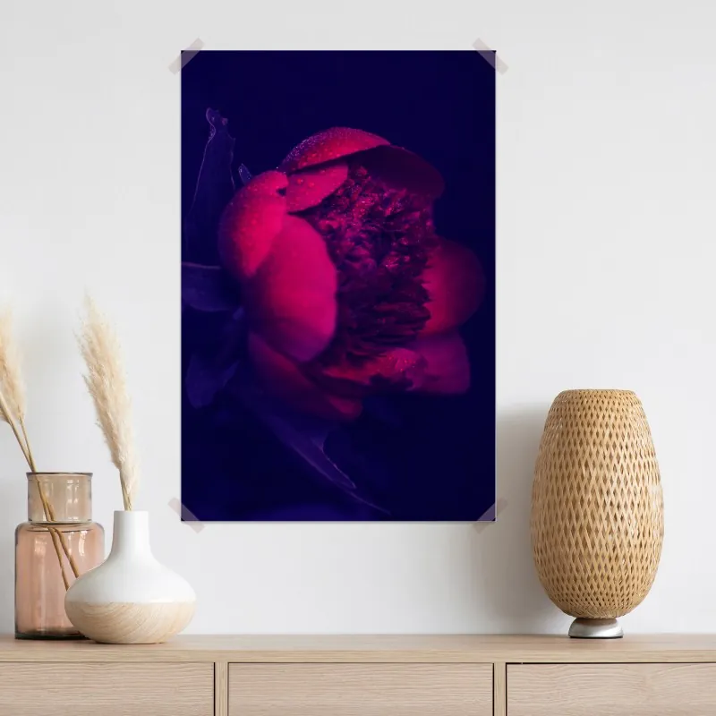 Plakat nastrojowa różowa piwonia zbliżenie