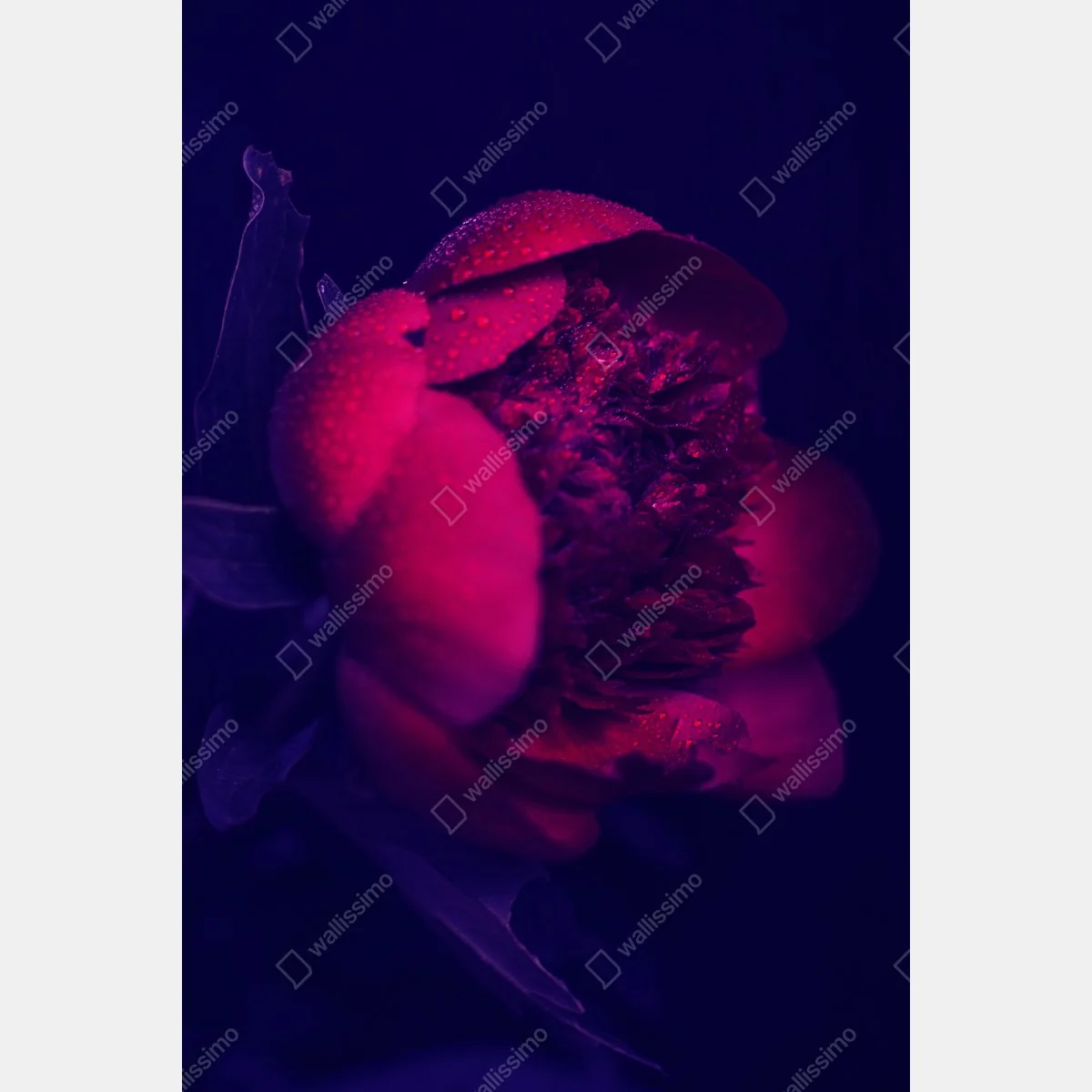 Plakat nastrojowa różowa piwonia zbliżenie – Wallissimo® Plakat nastrojowa różowa piwonia zbliżenie – Wallissimo®