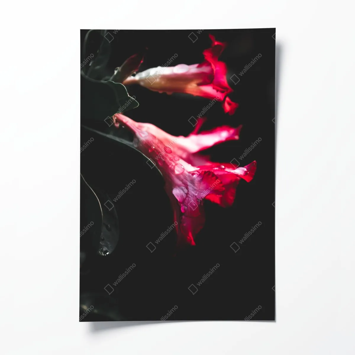 Plakat różowy kwiat trąbkowy z kroplami rosy – Wallissimo® Plakat różowy kwiat trąbkowy z kroplami rosy – Wallissimo®