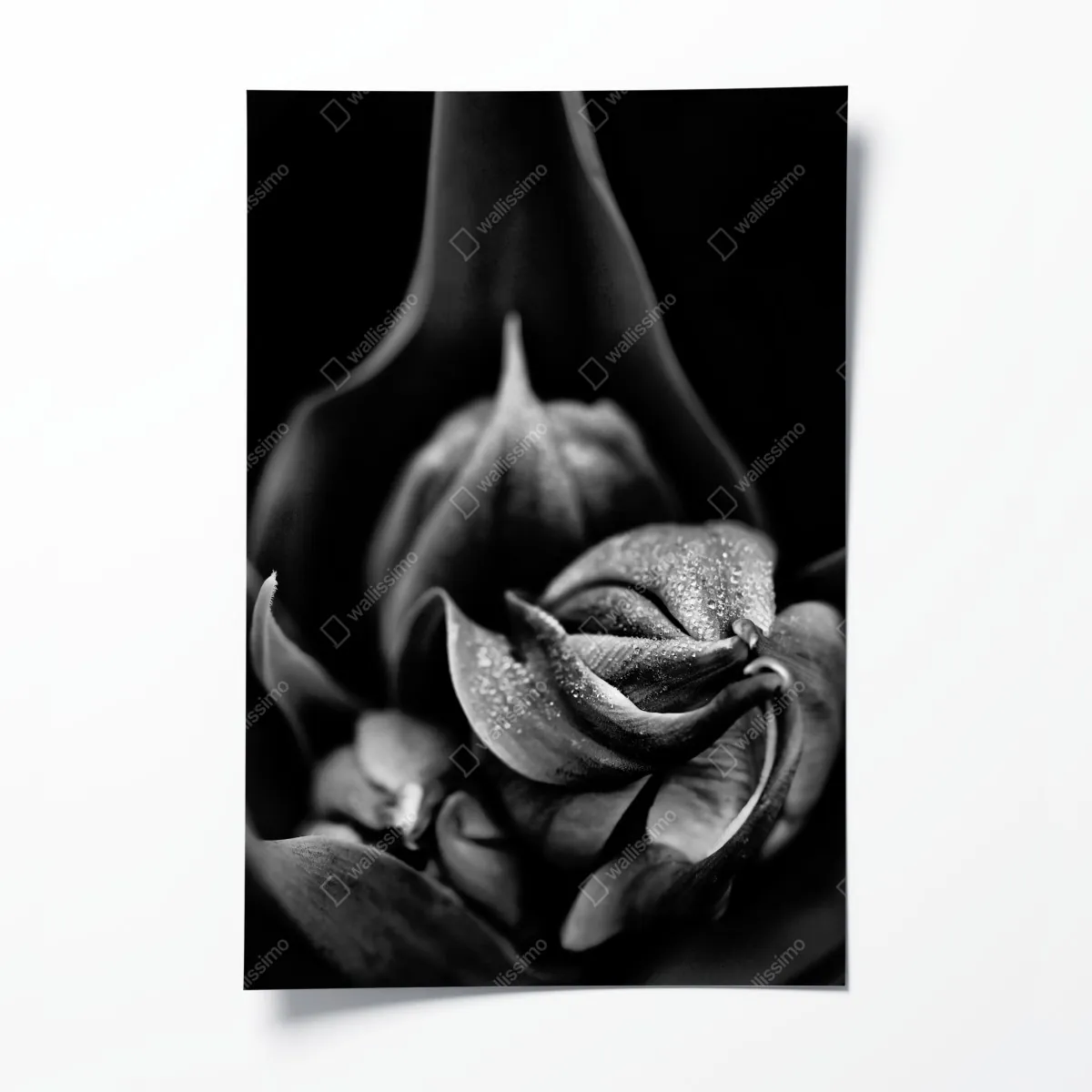 Plakat monochromatyczne zbliżenie kwiatu z kroplami rosy – Wallissimo® Plakat monochromatyczne zbliżenie kwiatu z kroplami rosy – Wallissimo®
