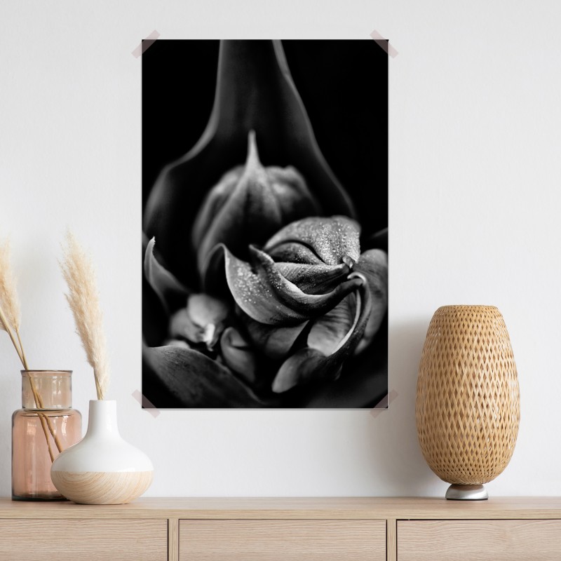 Plakat monochromatyczne zbliżenie kwiatu z kroplami rosy – Wallissimo® Plakat monochromatyczne zbliżenie kwiatu z kroplami rosy – Wallissimo®