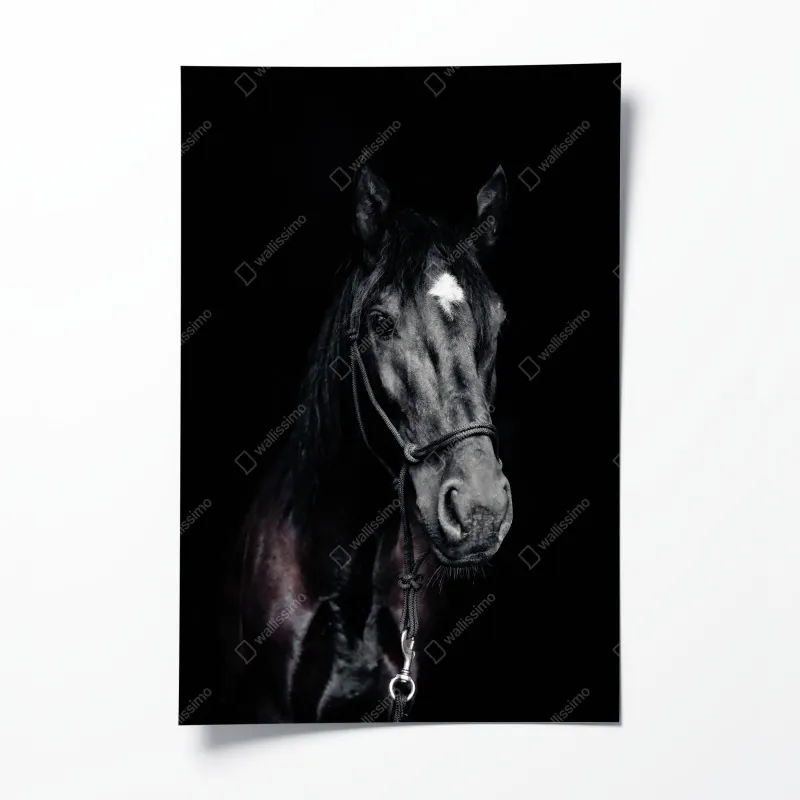 Plakat majestatyczny portret konia