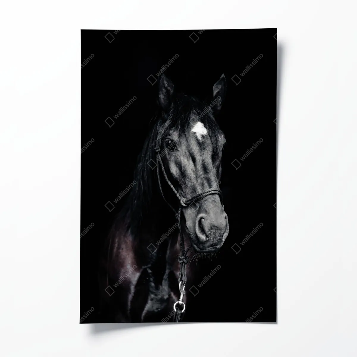 Plakat majestatyczny portret konia – Wallissimo® Plakat majestatyczny portret konia – Wallissimo®