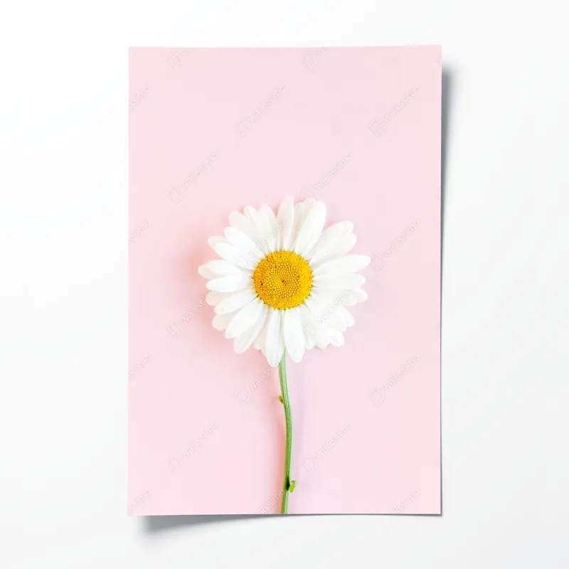 Plakat biała stokrotka na pastelowym różowym tle