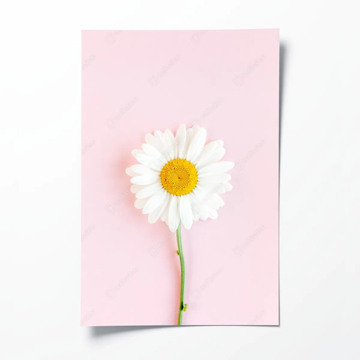 Plakat biała stokrotka na pastelowym różowym tle – Wallissimo® Plakat biała stokrotka na pastelowym różowym tle – Wallissimo®