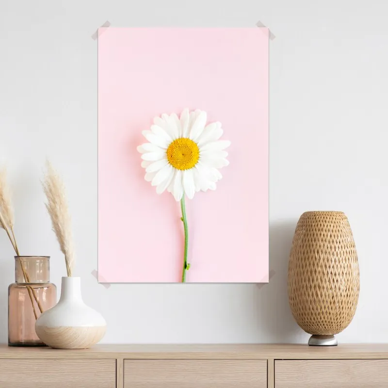 Plakat biała stokrotka na pastelowym różowym tle – Wallissimo® Plakat biała stokrotka na pastelowym różowym tle – Wallissimo®