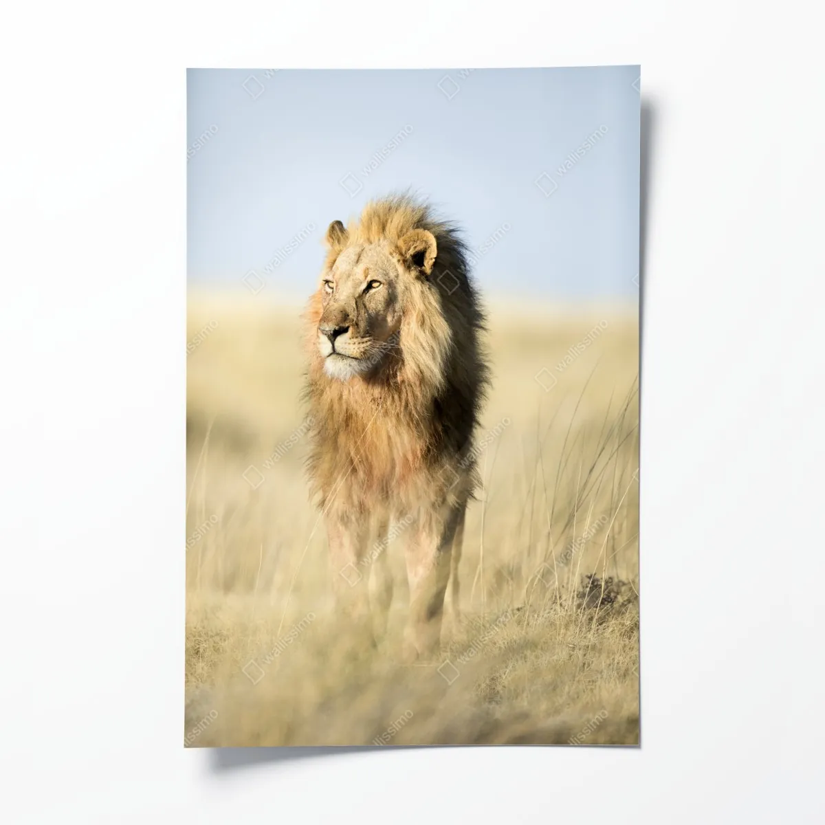 Plakat majestatyczny lew na sawannie – Wallissimo® Plakat majestatyczny lew na sawannie – Wallissimo®
