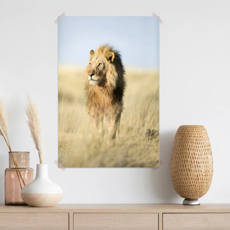 Plakat majestatyczny lew na sawannie – Wallissimo® Plakat majestatyczny lew na sawannie – Wallissimo®
