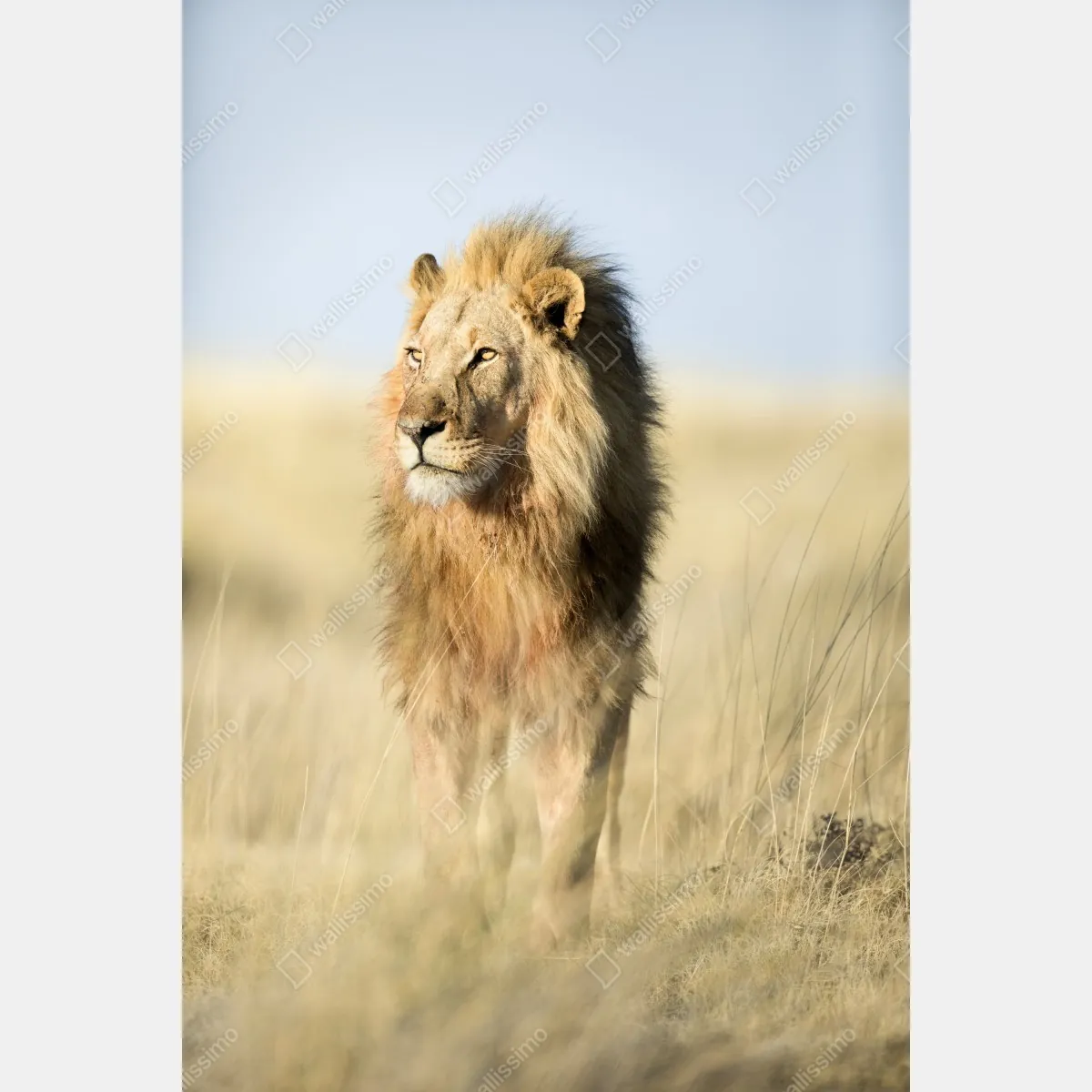 Plakat majestatyczny lew na sawannie – Wallissimo® Plakat majestatyczny lew na sawannie – Wallissimo®