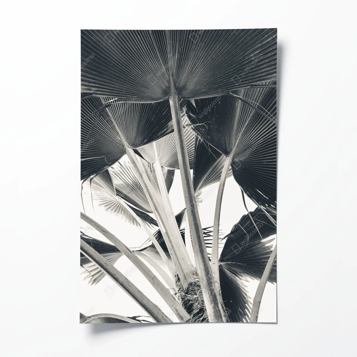 Plakat tropikalna kompozycja liści bananowca – Wallissimo® Plakat tropikalna kompozycja liści bananowca – Wallissimo®