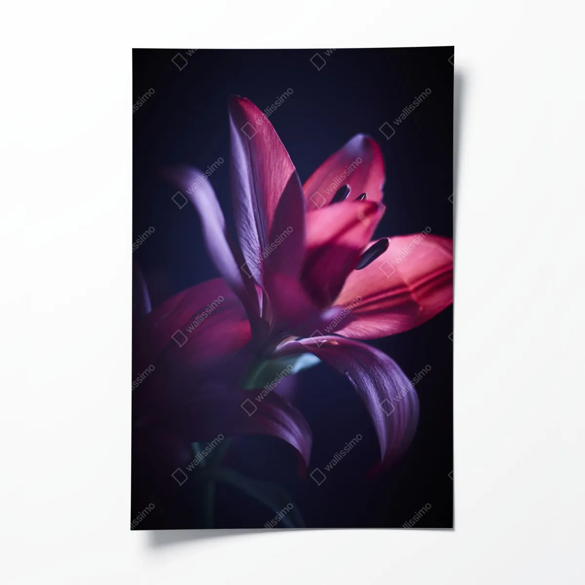 Plakat czerwona lilia w półmroku – Wallissimo® Plakat czerwona lilia w półmroku – Wallissimo®