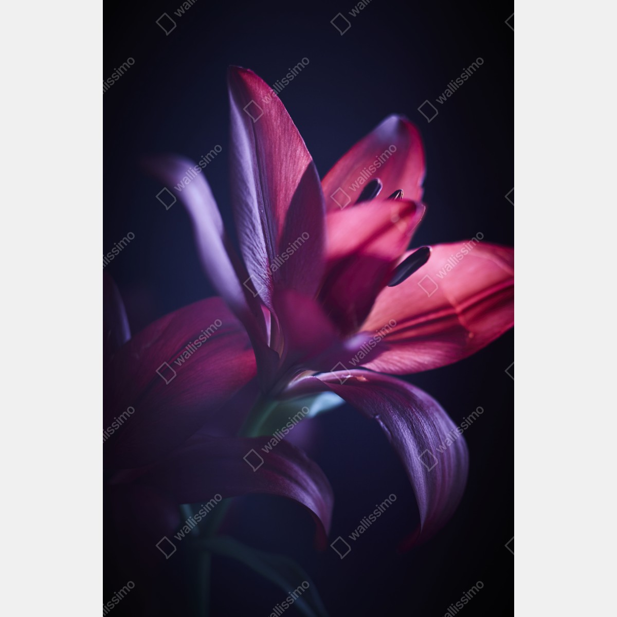 Plakat czerwona lilia w półmroku – Wallissimo® Plakat czerwona lilia w półmroku – Wallissimo®