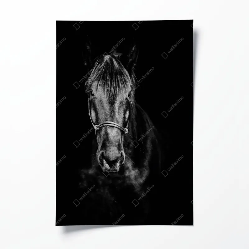Plakat dramatyczny portret konia w monochromie