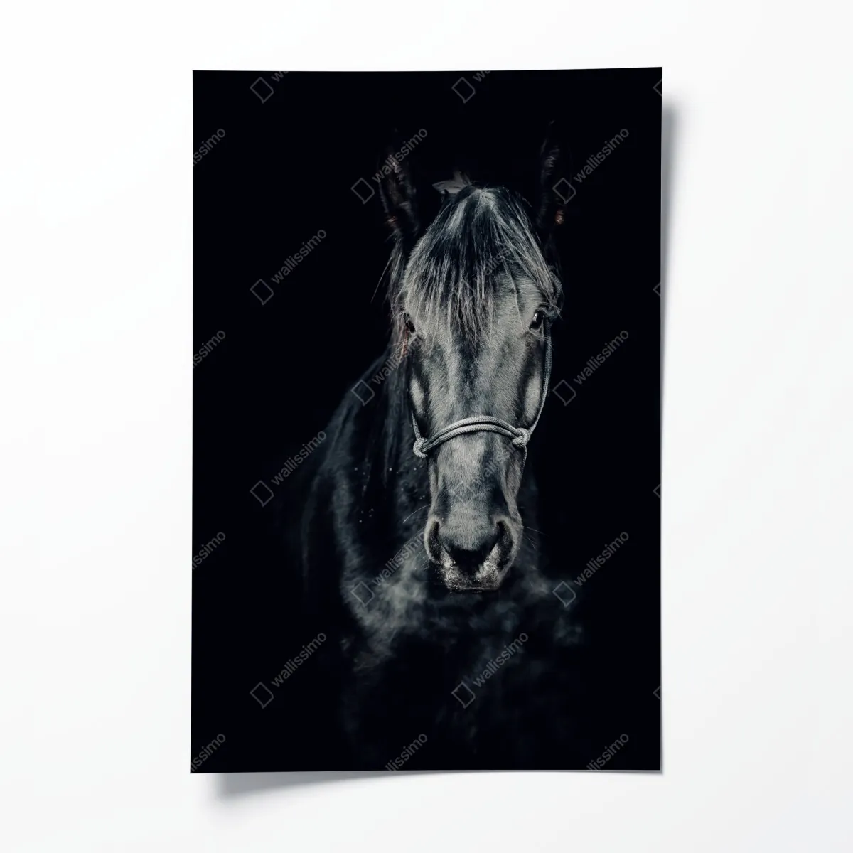 Plakat majestatyczny czarny portret konia – Wallissimo® Plakat majestatyczny czarny portret konia – Wallissimo®