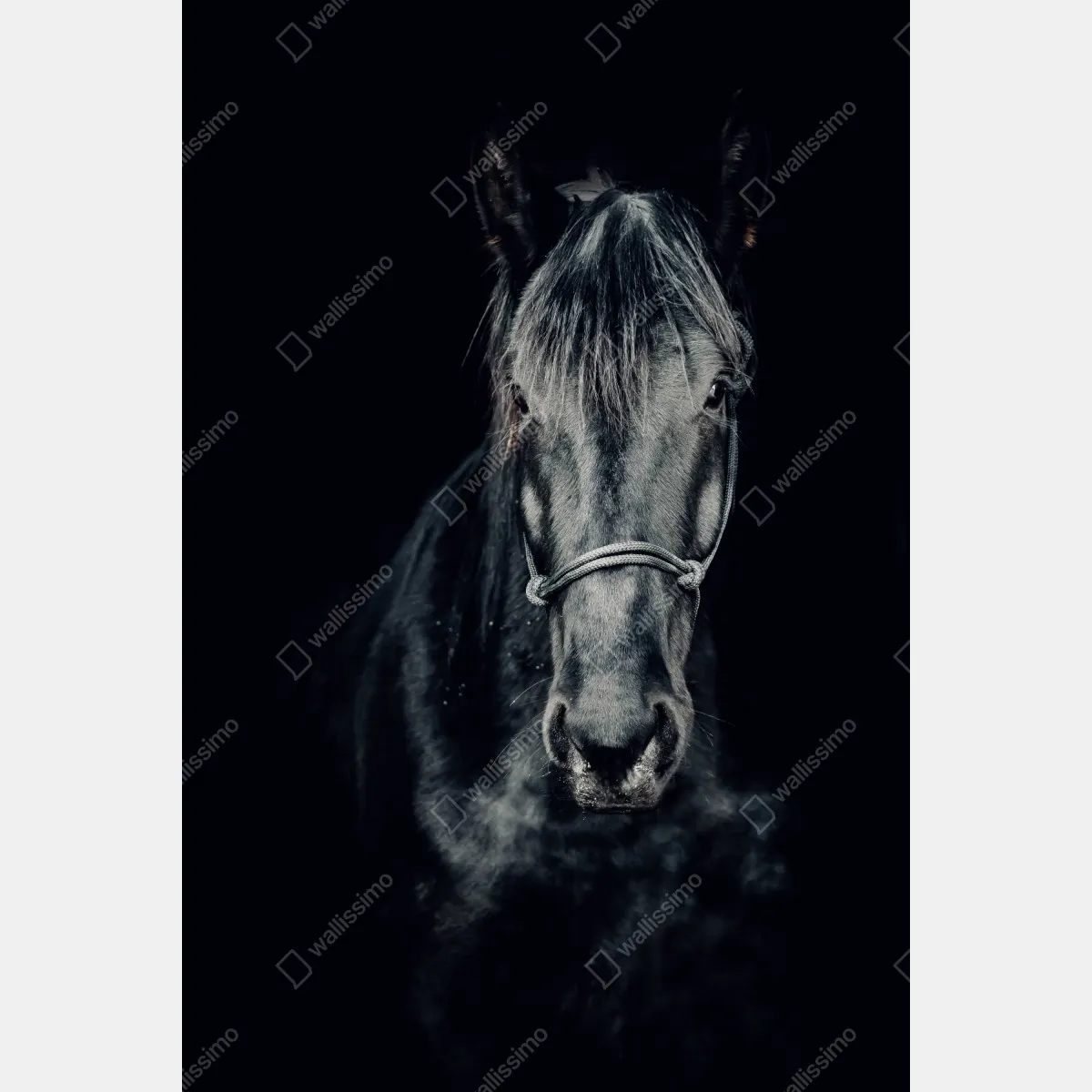 Plakat majestatyczny czarny portret konia – Wallissimo® Plakat majestatyczny czarny portret konia – Wallissimo®