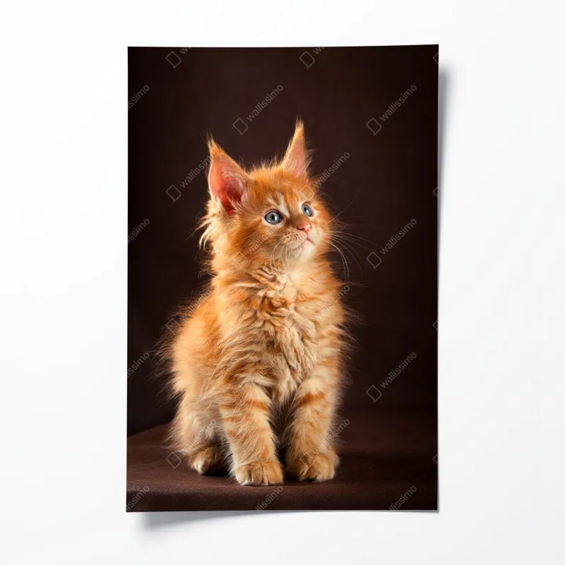 Plakat uroczy rudy kociak w portrecie