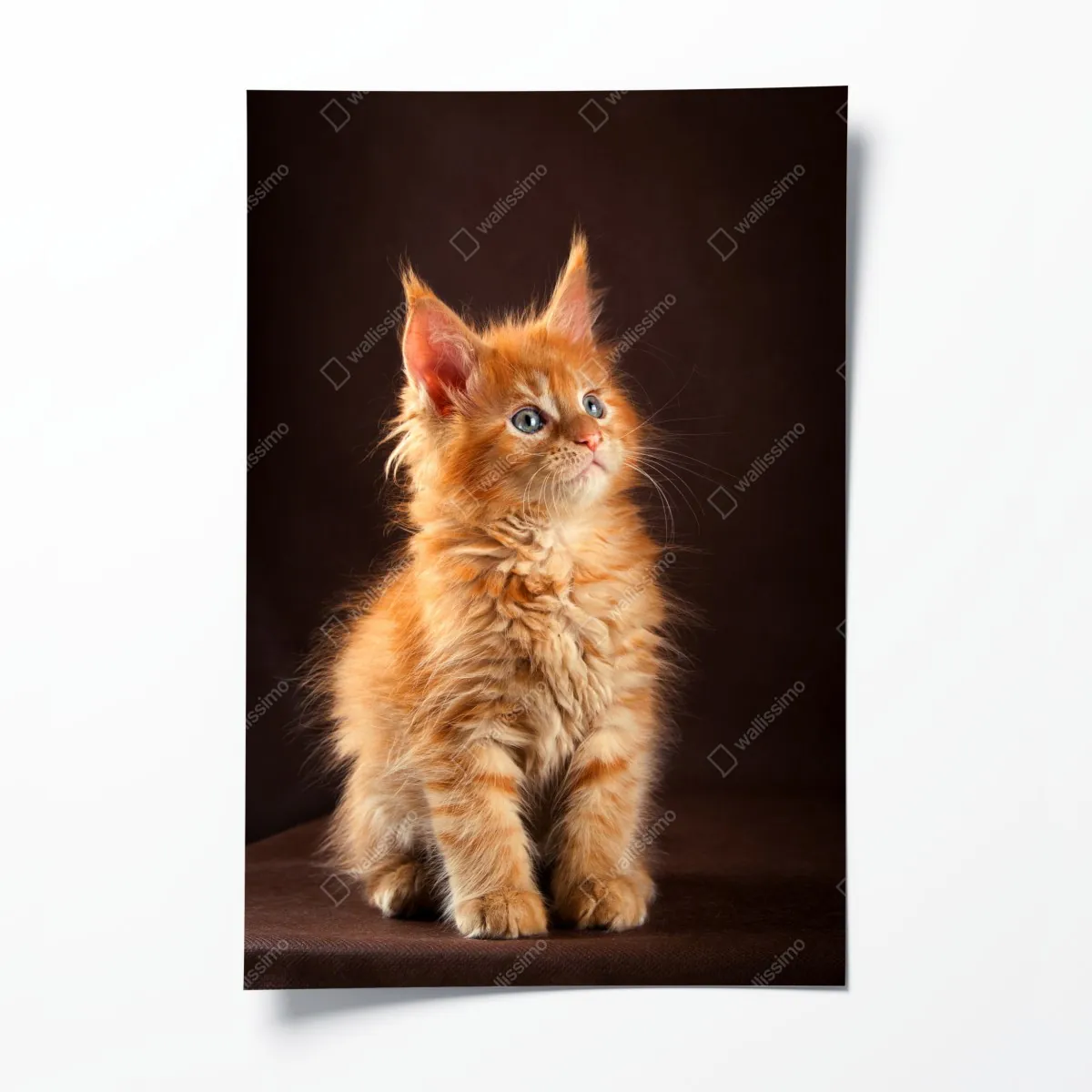 Plakat uroczy rudy kociak w portrecie – Wallissimo® Plakat uroczy rudy kociak w portrecie – Wallissimo®