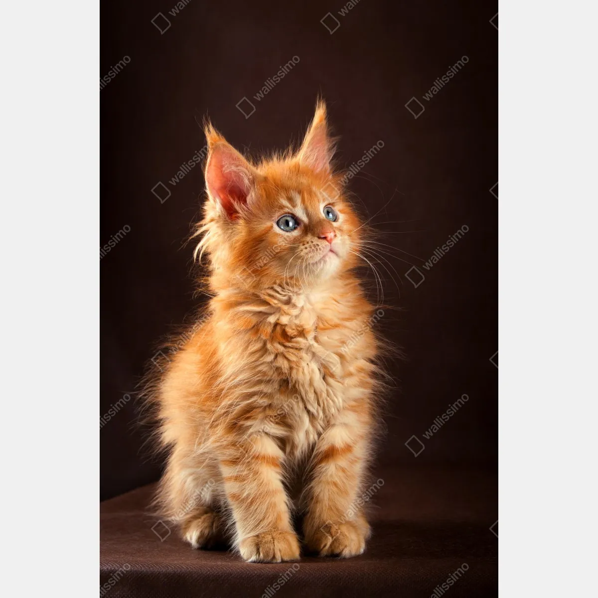 Plakat uroczy rudy kociak w portrecie – Wallissimo® Plakat uroczy rudy kociak w portrecie – Wallissimo®