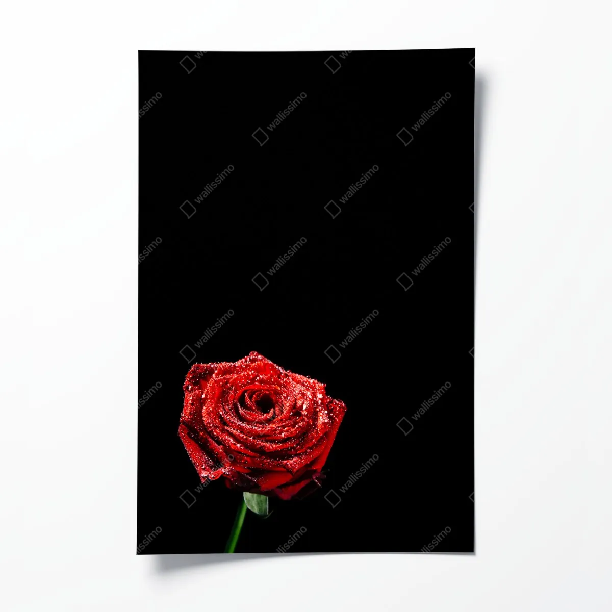 Plakat czerwona róża z kroplami rosy na czarnym tle – Wallissimo® Plakat czerwona róża z kroplami rosy na czarnym tle – Wallissimo®