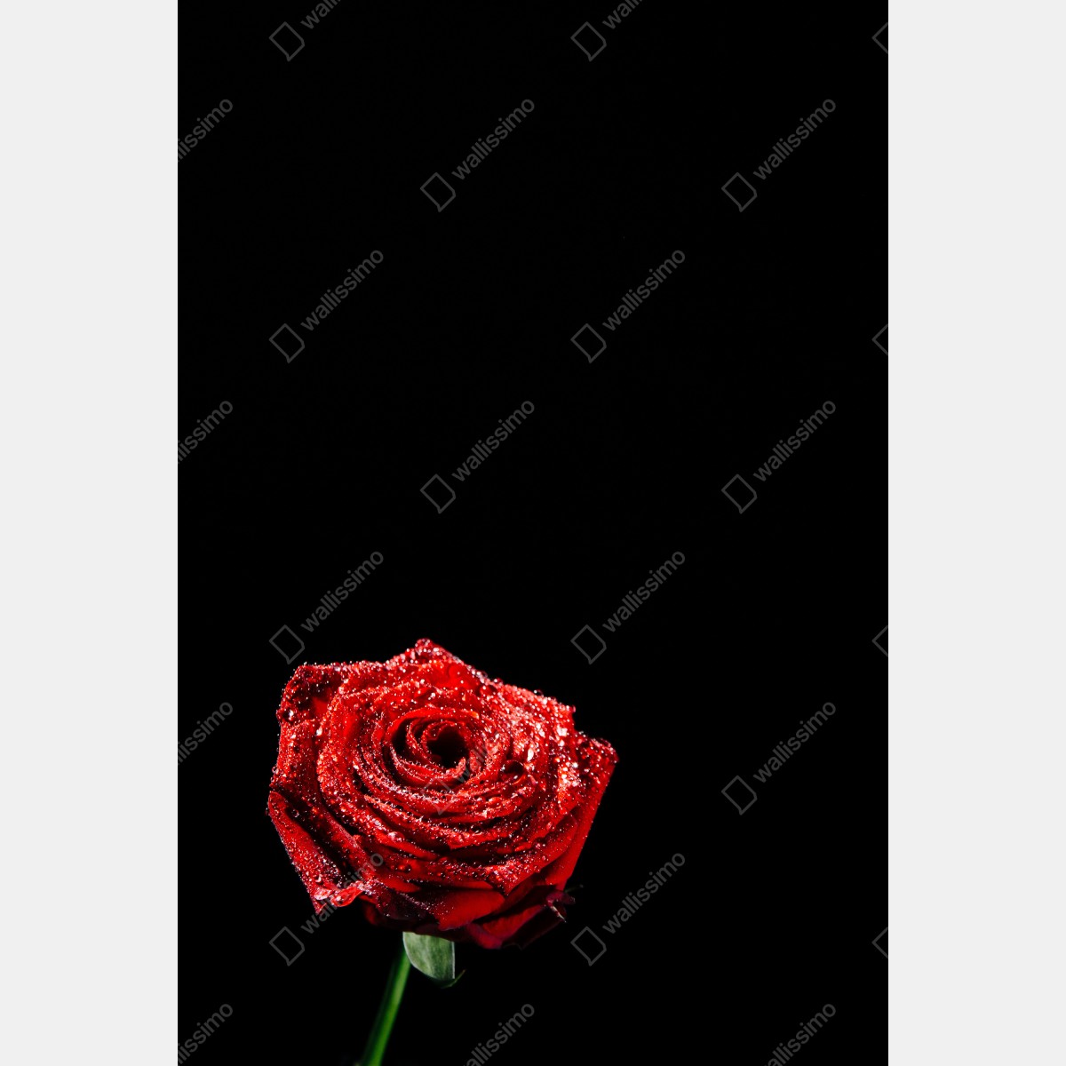 Plakat czerwona róża z kroplami rosy na czarnym tle – Wallissimo® Plakat czerwona róża z kroplami rosy na czarnym tle – Wallissimo®