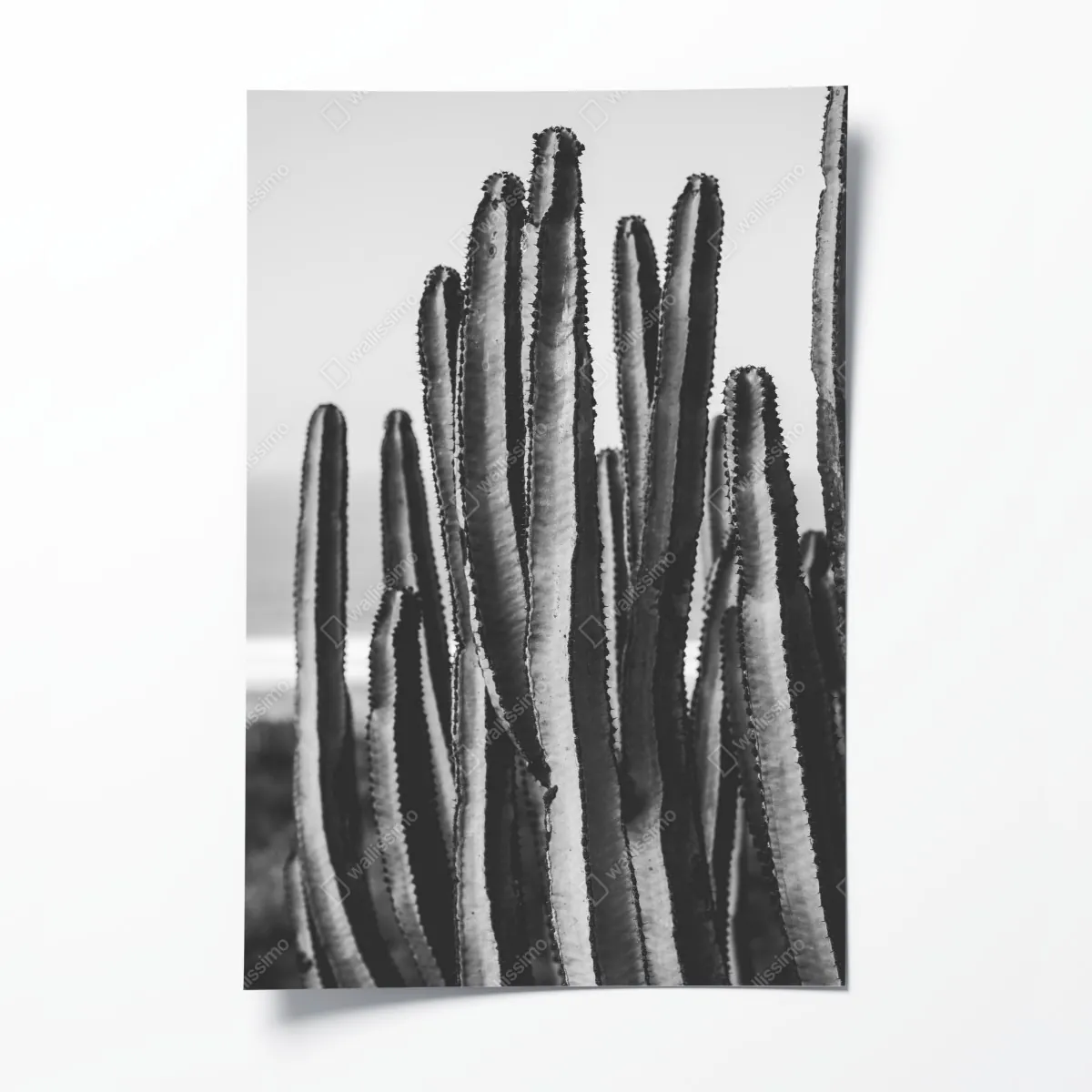 Plakat czarno-biały kaktus w zbliżeniu – Wallissimo® Plakat czarno-biały kaktus w zbliżeniu – Wallissimo®
