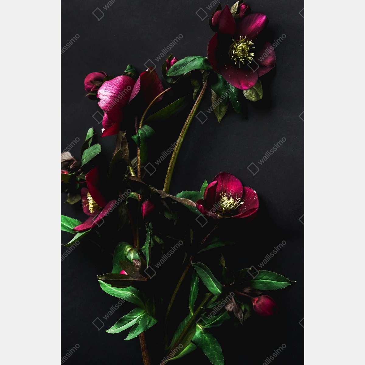 Plakat mroczna fioletowa kompozycja kwiatowa – Wallissimo® Plakat mroczna fioletowa kompozycja kwiatowa – Wallissimo®