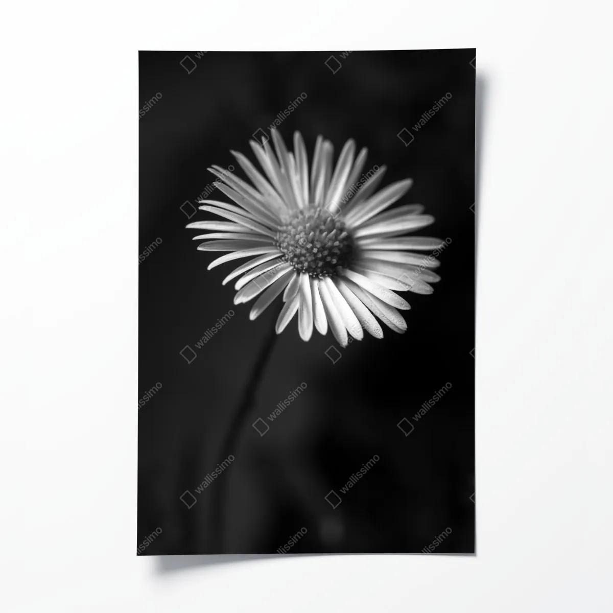 Plakat monochromatyczna stokrotka w zbliżeniu – Wallissimo® Plakat monochromatyczna stokrotka w zbliżeniu – Wallissimo®