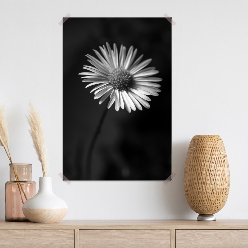 Plakat monochromatyczna stokrotka w zbliżeniu – Wallissimo® Plakat monochromatyczna stokrotka w zbliżeniu – Wallissimo®
