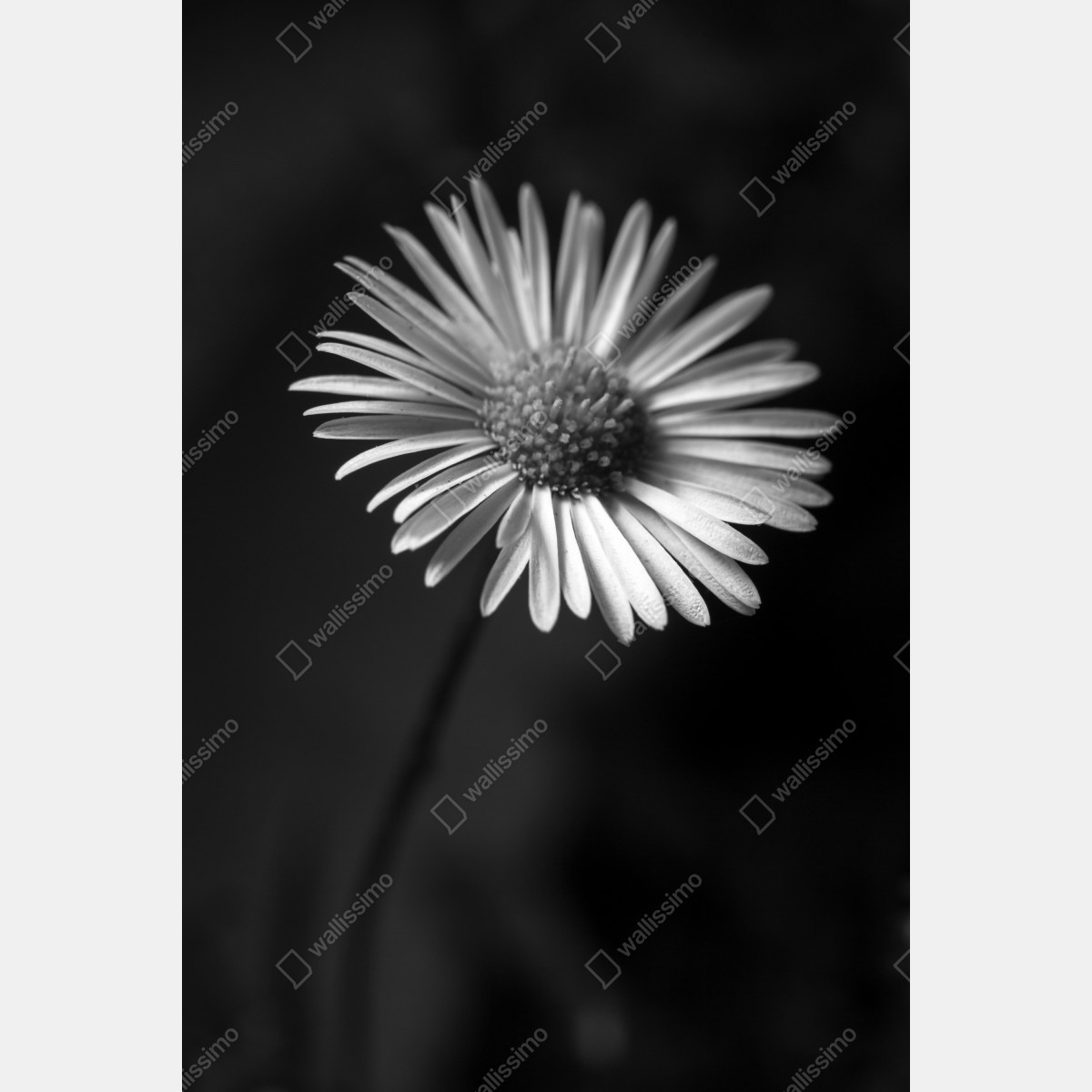 Plakat monochromatyczna stokrotka w zbliżeniu – Wallissimo® Plakat monochromatyczna stokrotka w zbliżeniu – Wallissimo®