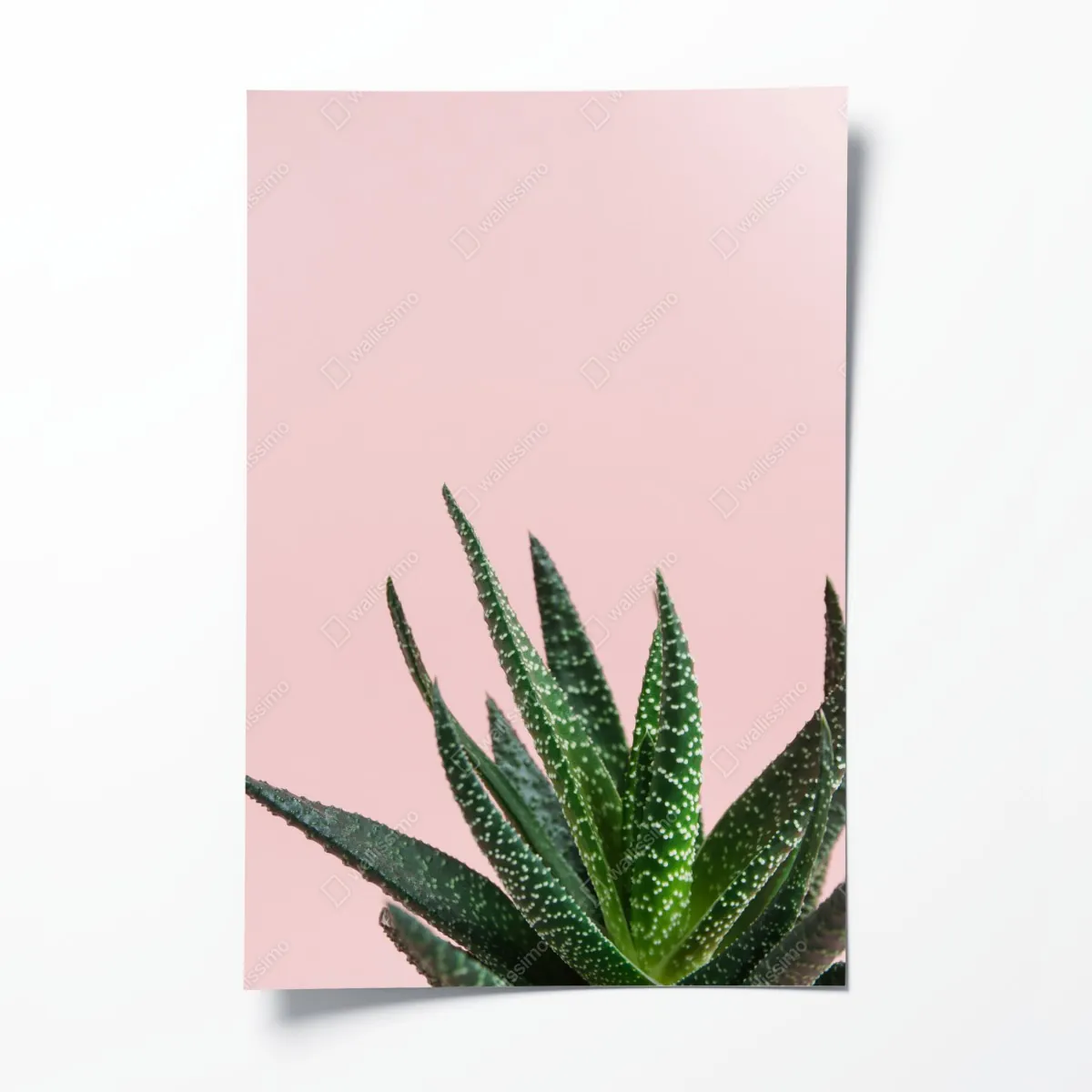 Plakat zielony aloes na różowym tle – Wallissimo® Plakat zielony aloes na różowym tle – Wallissimo®