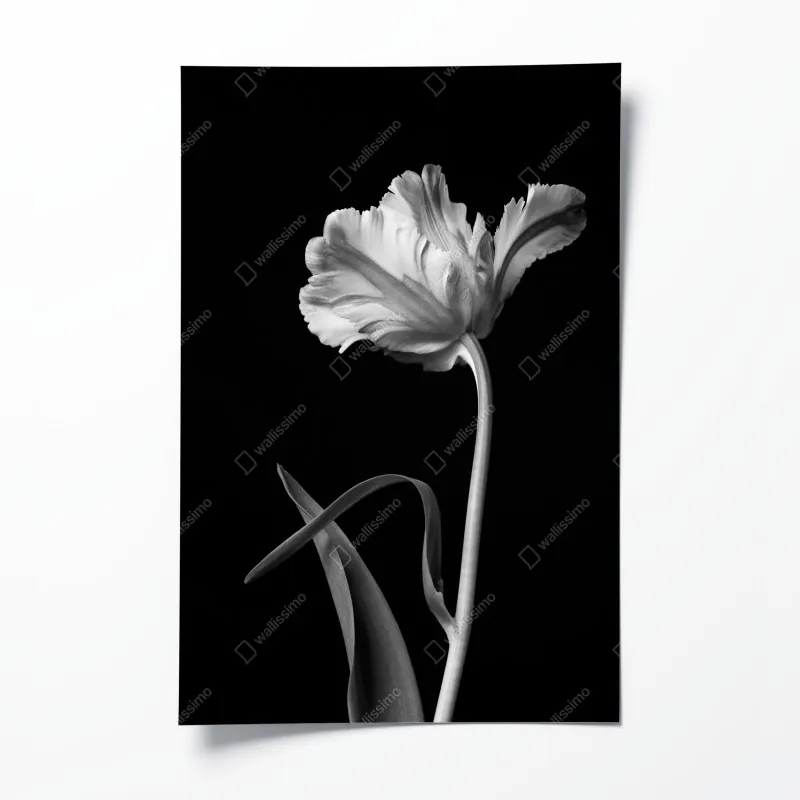 Plakat elegancki monochromatyczny tulipan