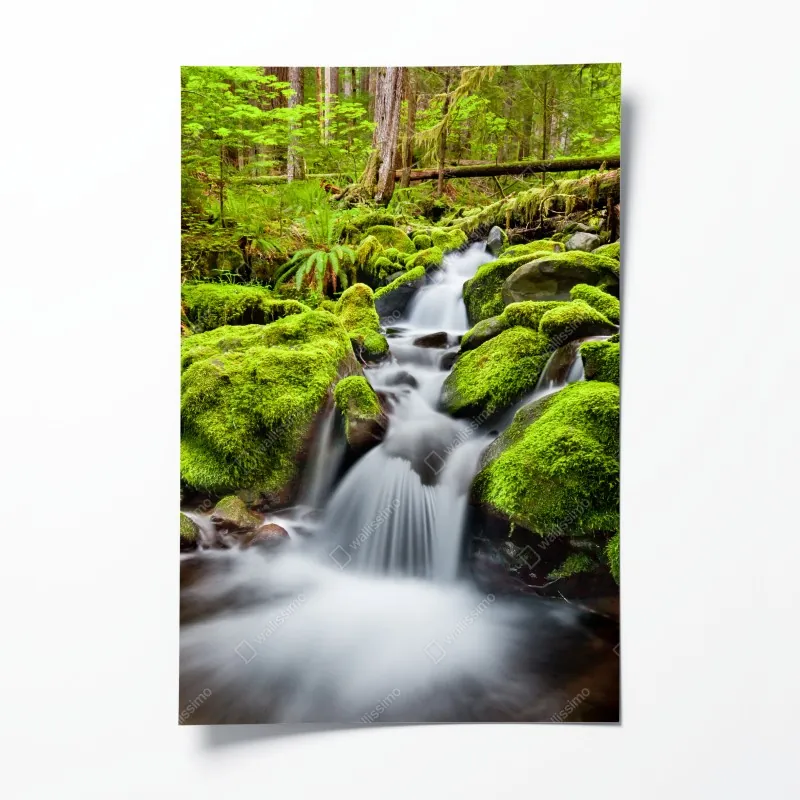 Plakat mechowy strumień przy Sol Duc Falls