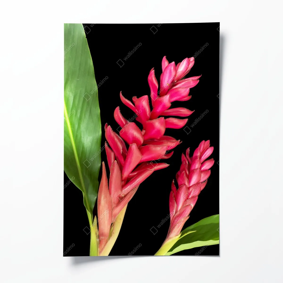Plakat żywy kwiat ognia na czarnym tle – Wallissimo® Plakat żywy kwiat ognia na czarnym tle – Wallissimo®