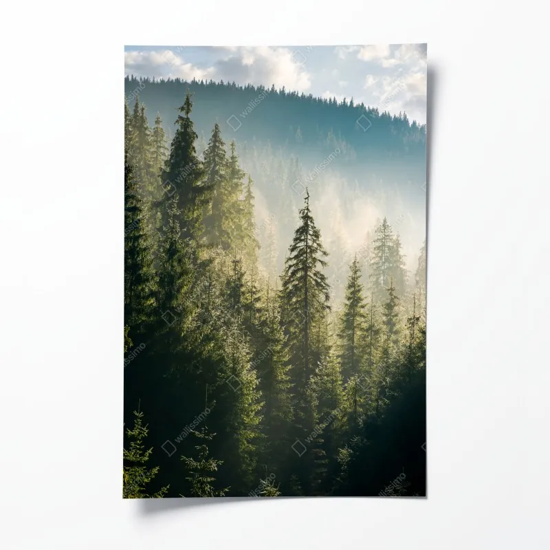 Plakat mglisty świerkowy las w porannym świetle