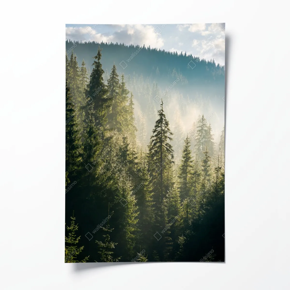 Plakat mglisty świerkowy las w porannym świetle – Wallissimo® Plakat mglisty świerkowy las w porannym świetle – Wallissimo®