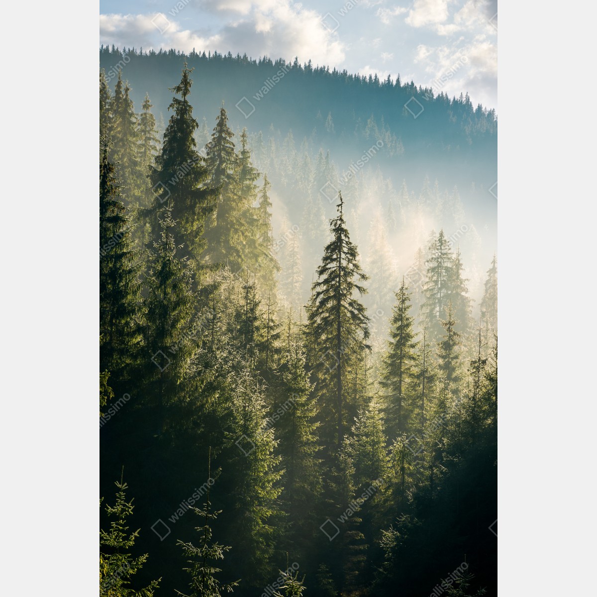 Plakat mglisty świerkowy las w porannym świetle – Wallissimo® Plakat mglisty świerkowy las w porannym świetle – Wallissimo®