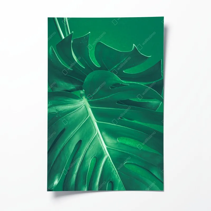 Plakat monochromatyczna stokrotka w zbliżeniu – Wallissimo®