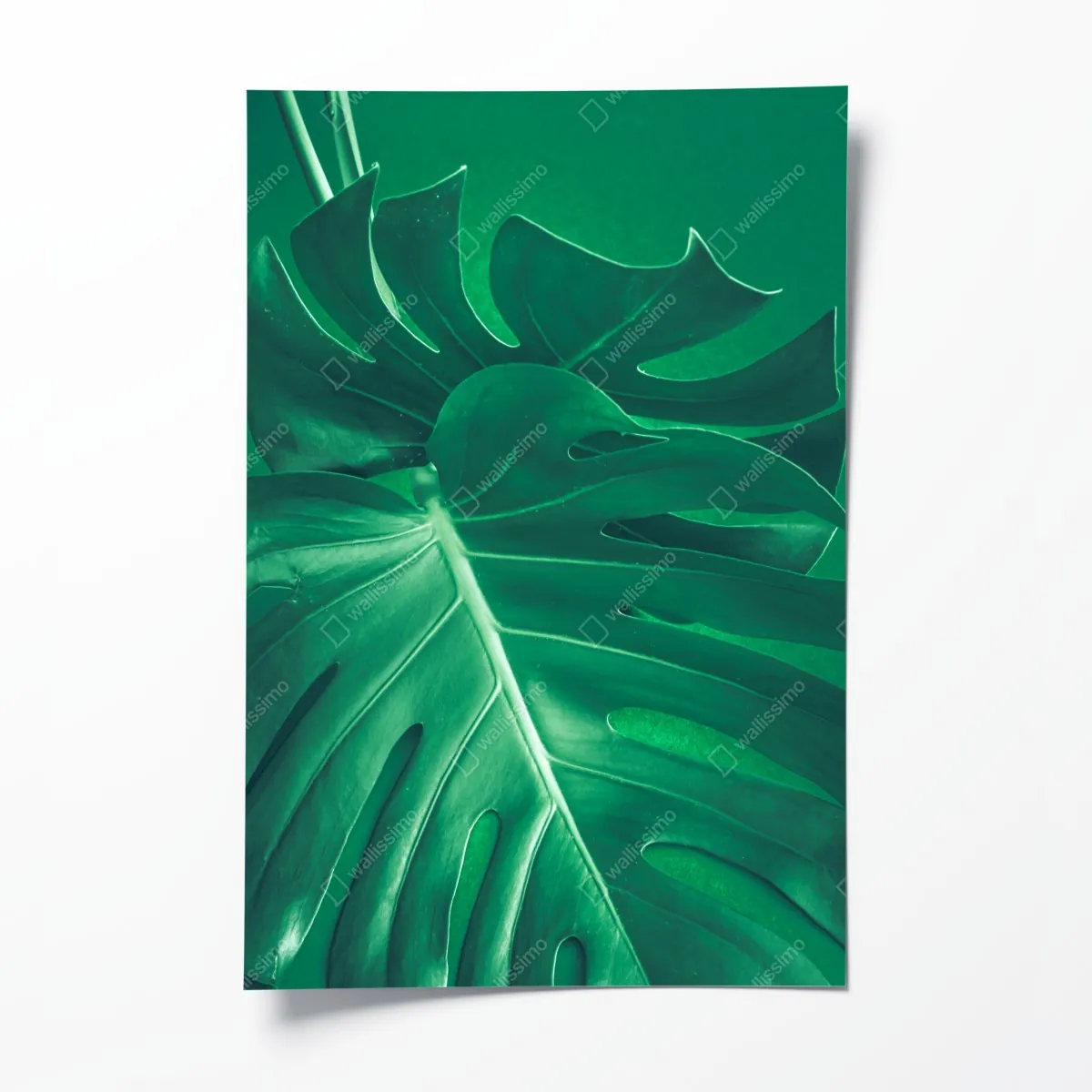 Plakat bujny liść monstery zbliżenie – Wallissimo® Plakat bujny liść monstery zbliżenie – Wallissimo®
