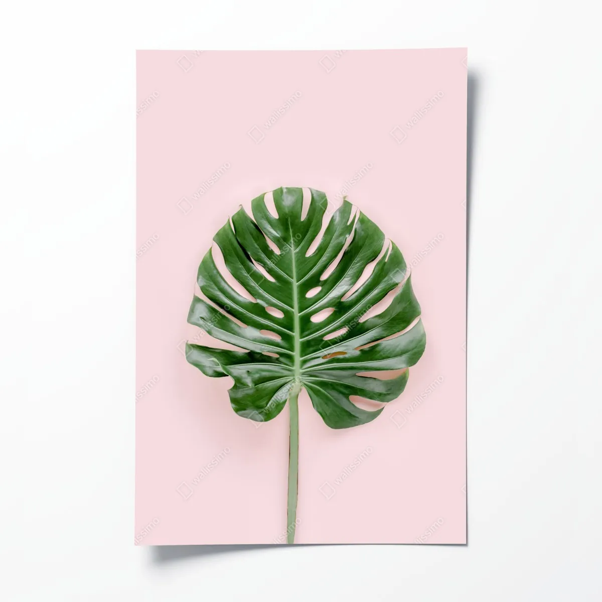 Plakat liść monstera na pastelowym różowym tle – Wallissimo® Plakat liść monstera na pastelowym różowym tle – Wallissimo®