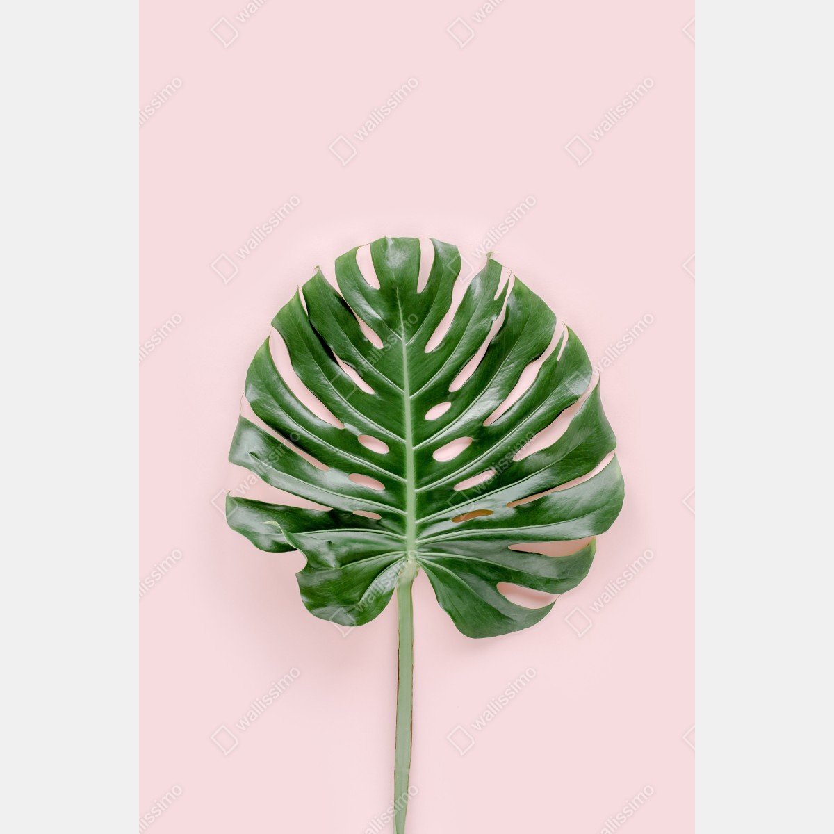 Plakat liść monstera na pastelowym różowym tle – Wallissimo® Plakat liść monstera na pastelowym różowym tle – Wallissimo®