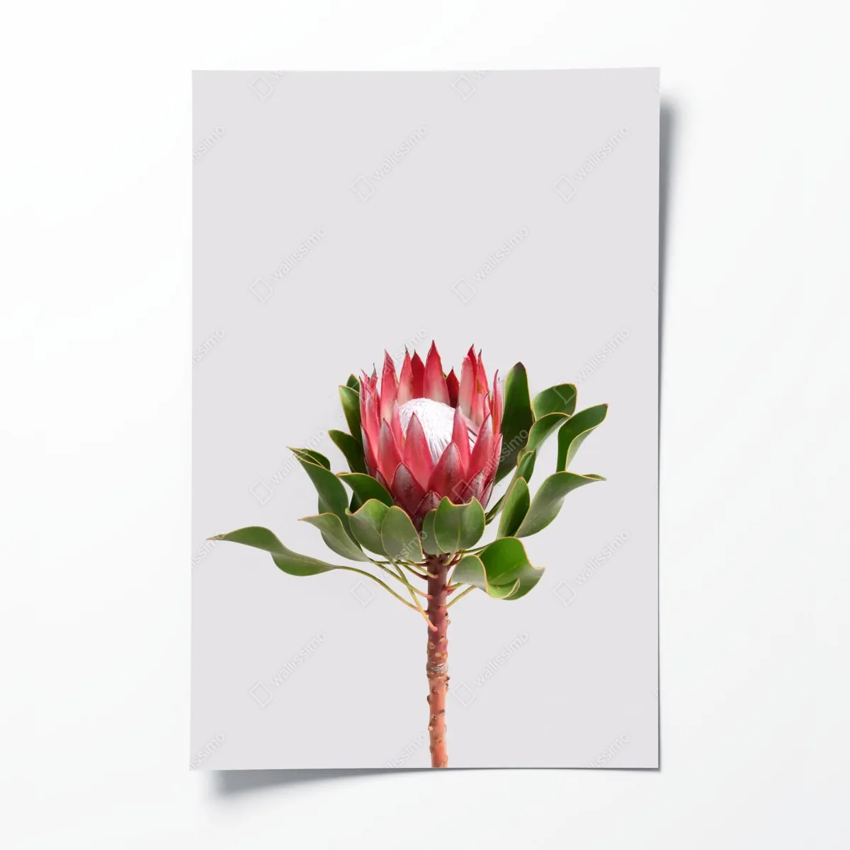Plakat różowa protea na neutralnym tle – Wallissimo® Plakat różowa protea na neutralnym tle – Wallissimo®