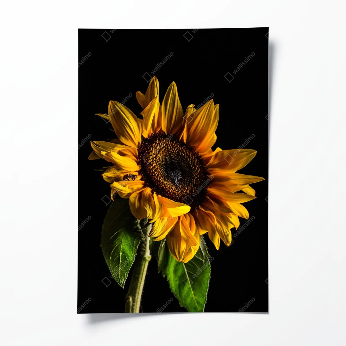 Plakat złoty słonecznik w zbliżeniu – Wallissimo® Plakat złoty słonecznik w zbliżeniu – Wallissimo®