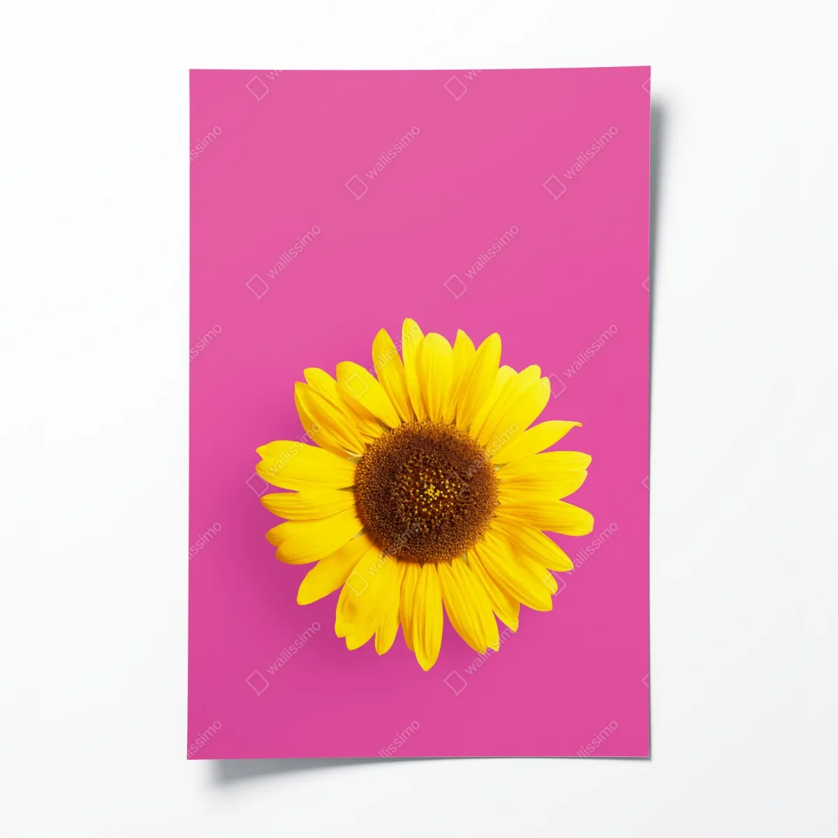 Plakat jasny słonecznik na różowym tle – Wallissimo® Plakat jasny słonecznik na różowym tle – Wallissimo®