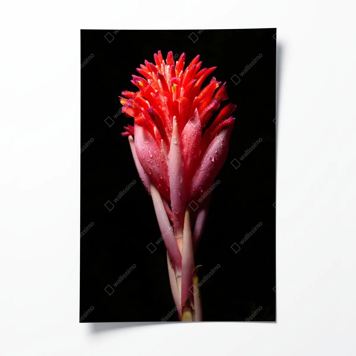 Plakat intensywny różowy kwiat na czarnym tle – Wallissimo® Plakat intensywny różowy kwiat na czarnym tle – Wallissimo®