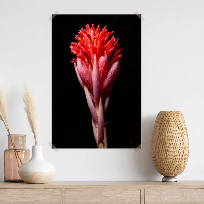 Plakat intensywny różowy kwiat na czarnym tle – Wallissimo® Plakat intensywny różowy kwiat na czarnym tle – Wallissimo®
