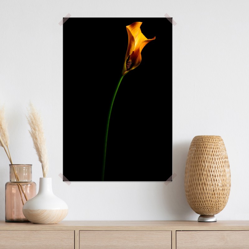 Plakat złota kalia na czarnym tle – Wallissimo® Plakat złota kalia na czarnym tle – Wallissimo®